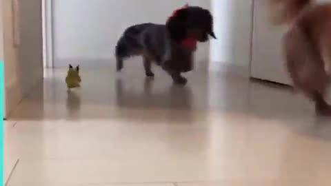 Bird has adorable reaction to new puppy addition - Funny Dog