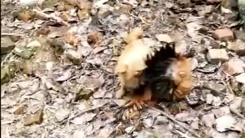 Dog and Hen fighting funny _ Funny Videos