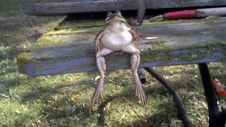 Bullfrog Casually Hangs Out On A Park Bench