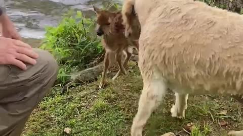 Perrito nada sin parar en el lago hasta salvar a un ciervo bebé que se ahogaba