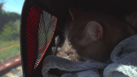 cat in travel