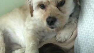 White dog taps owner to get massage