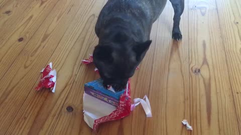 Flo the French Bulldog loves opening Christmas presents