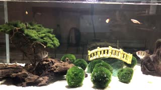12 gallon long aquarium - Mr. Aqua