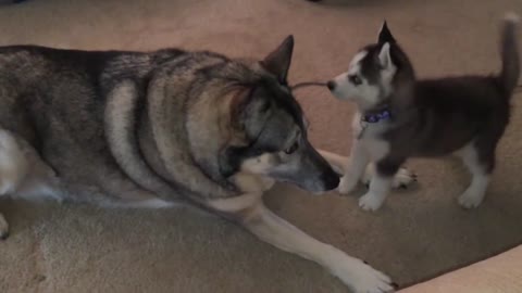 Puppy Husky's First Introduction