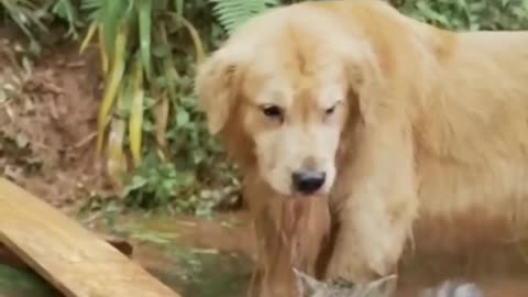 Best cat and dog funny videos, playing cats and dogs 😺🐈