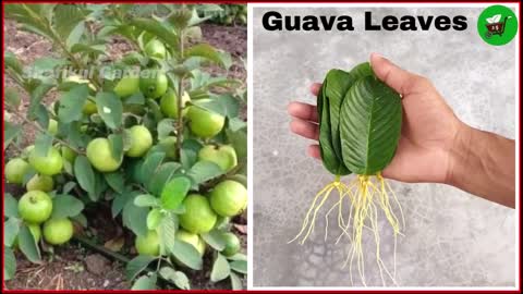 How to grow guava trees from guava leaves - With 100% Success