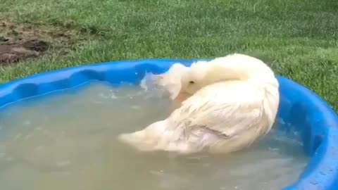 Ducks enjoying a bath