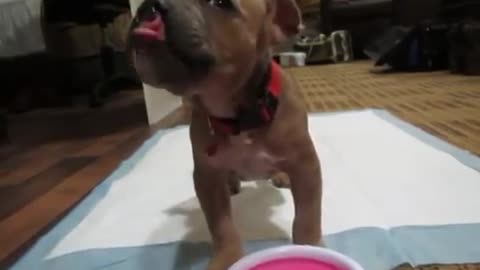 Rescued puppy drinks water in unique fashion