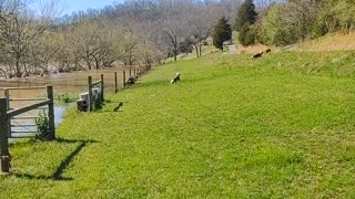 March Flooding on the North Fork Holston (Short)