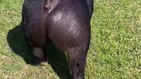 Sexy pig