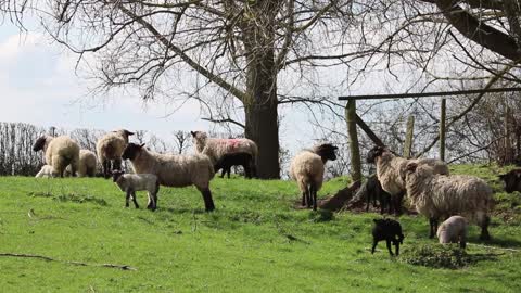 sheep and grass