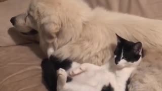 Cat uses panting dog as own personal massage chair