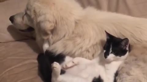 Cat uses panting dog as own personal massage chair