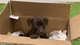 Puppy meeting new owner for the first time