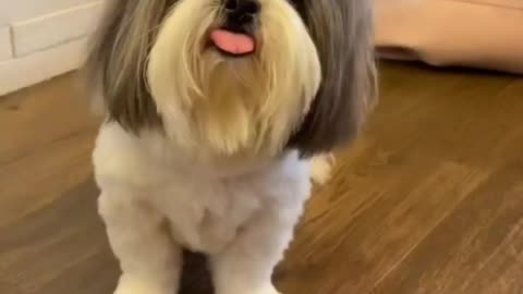 I am the Boss | Cute and Funny dog's videos 2021| Funny dog's video compilation
