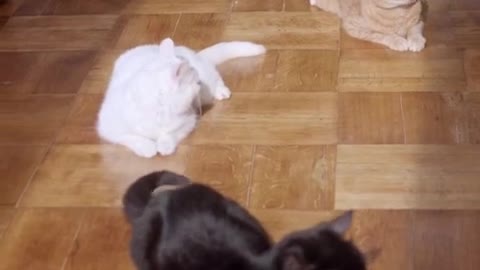 Group of cats - white, yellow and black cats - funny cats - pets club