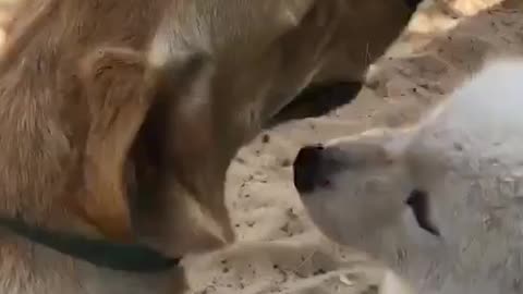 Dog Loves | Funny Dog