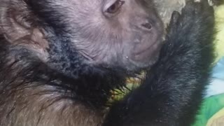 Monkey Loving on a Stuffed Toy After a Bath