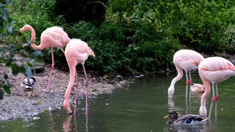 Most beautiful birds drinking water