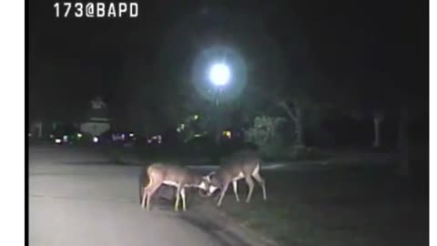 Two Bucks on Fierce Combat & Lost Dog Rescue -- Footage is catch on Dash Cam
