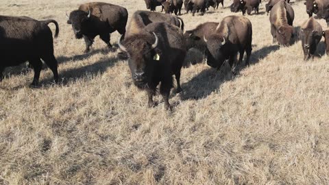 Wild buffalo 4k video