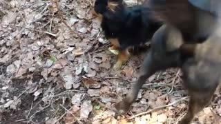 Small black chihuahua bullies black dog