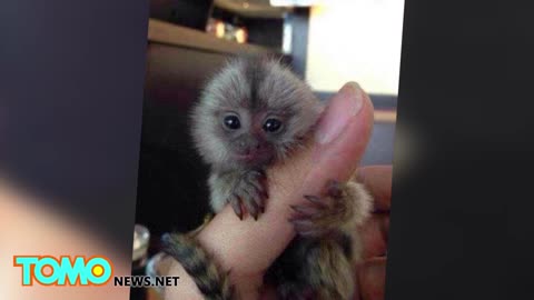 Tiny monkeys: thumb-sized pygmy marmosets are China's latest wealth symbol - TomoNews