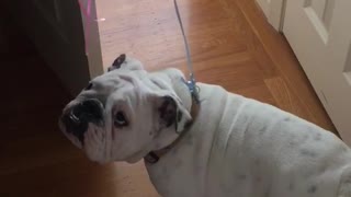 Small white bulldog walks around house with balloons attached to him