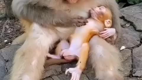 The mom has such kindness in her eyes 👀 😍🐒