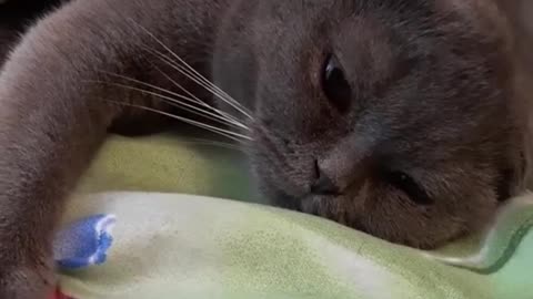 Russian blue kitty wants to sleep more