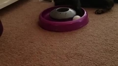 Delta playing with her new toy