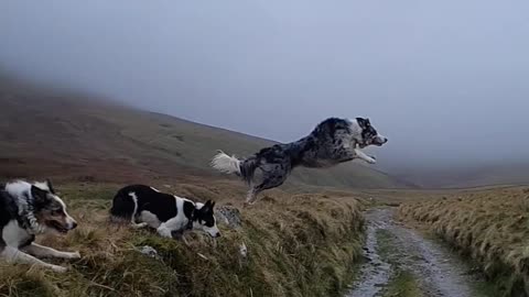 Three dogs cross the road in their own way