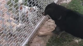 Dogs Bark through Gate without Realizing it's Open