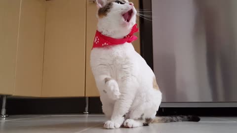 Video of a funny cat with a red bow tie