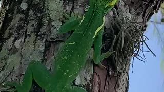 Knight Anole