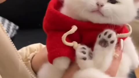 The screaming cute kitten 😻😽😽