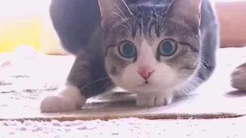 Beautiful Cat Videos