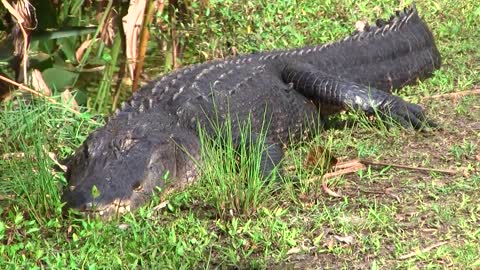Terrifying Walk Past 12-Foot Alligator Southwest Florida Trail
