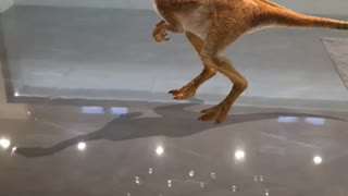 Dinosaur in my house 3