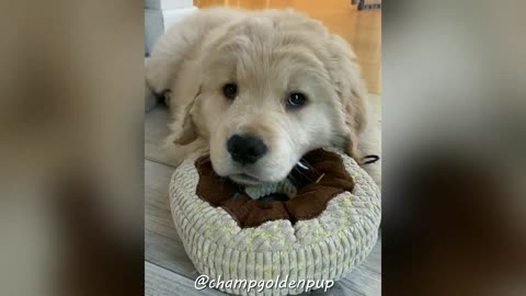 🤗Cute pets Adorable Golden Retriever Puppy Videos GIVEAWAY DAY