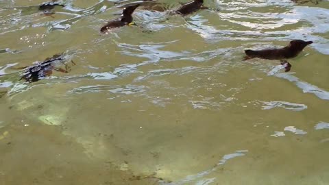 swimming penguins