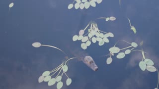 Alligator Relaxes in Sawgrass Lake St Petesburg Florida