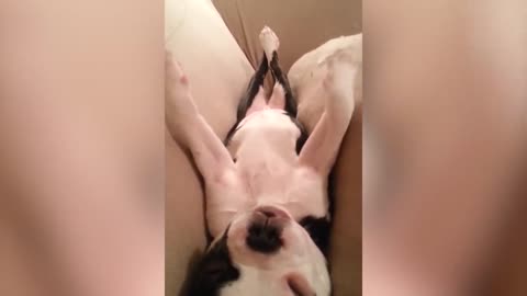 Snoring dog, too lazy