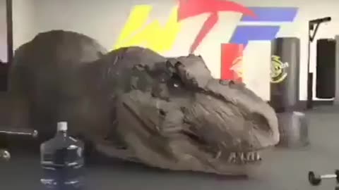 T Rex vs Showoff