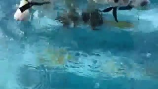 Teaching 2 PUppies How to Swim