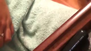 White dog on bed plays fetch with girl doing her makeup