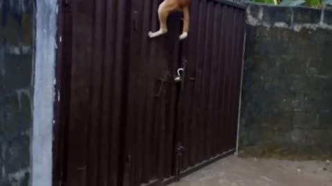 Animal Jumps Are Amazing