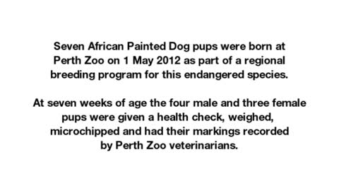 African Painted Dog Pups' Health Check 2012_Cut.mp4