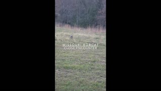 Missouri Bobcat Encounter